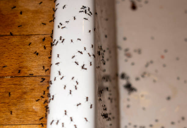 Best Pest Prevention Services  in Gibbon, NE