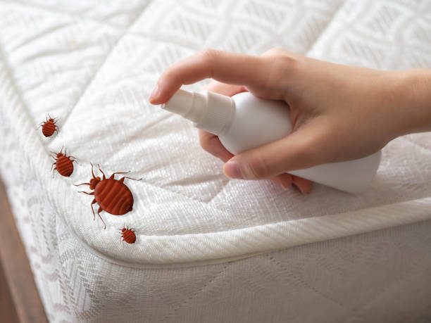 Best Mosquito Control Services  in Gibbon, NE